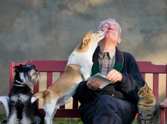 Animais de estimação